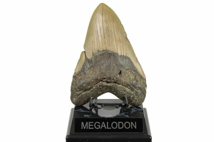 Huge, Fossil Megalodon Tooth - North Carolina #188210